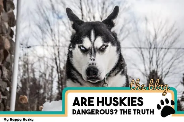 are huskies dangerous to babies