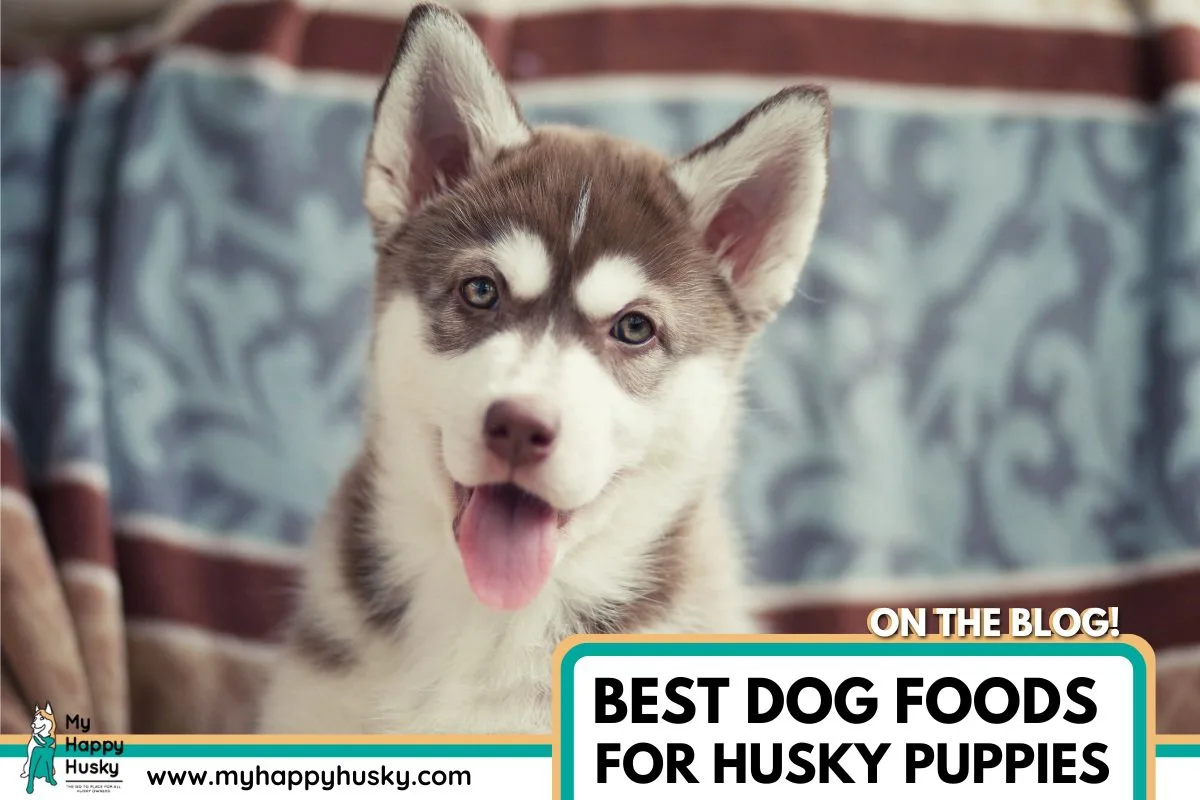 best dog food for husky puppies