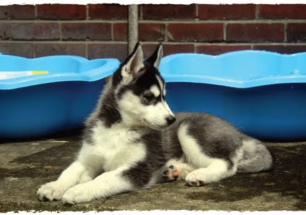 what to feed a husky puppy