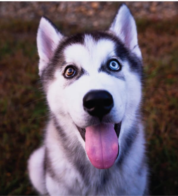 how much should you feed a husky puppy