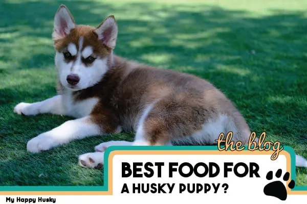 best food for husky puppy