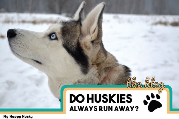 do huskies run away