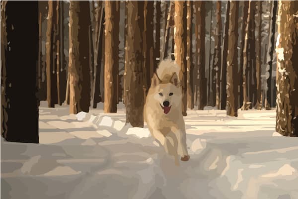 huskies away husky prevent why run running escape