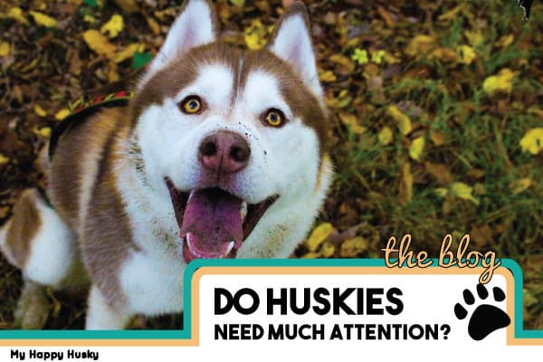 do huskies need a lot of attention?