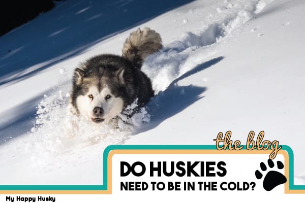 do huskies really like cold