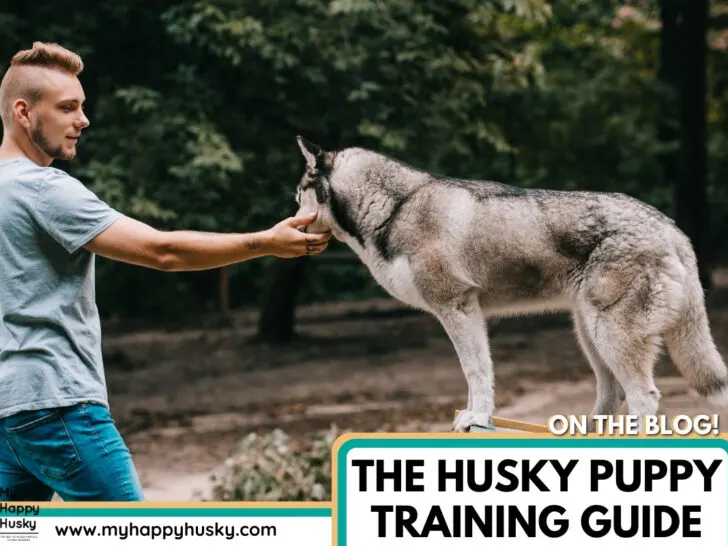 husky puppy training (5)