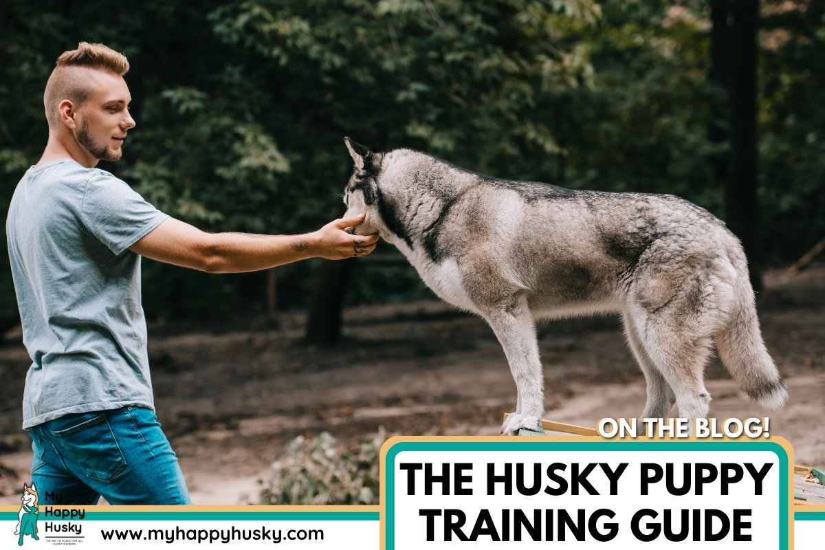 husky puppy training (5)