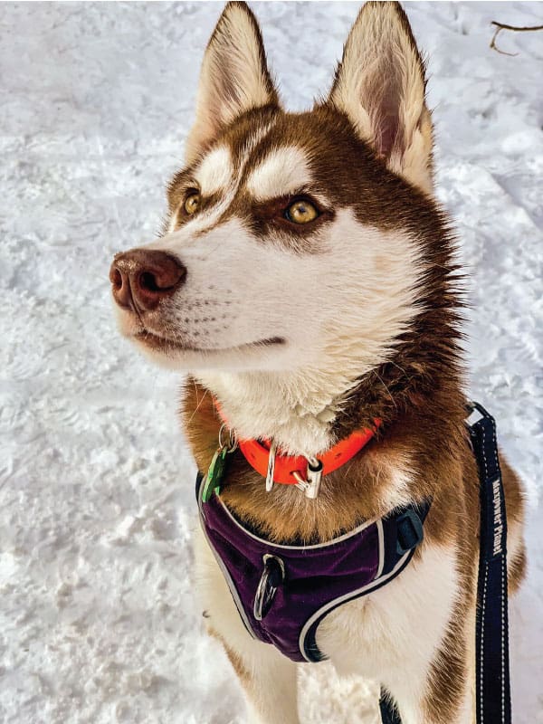 The Pros & Cons of Siberian Huskies Complete Guide My Happy Husky