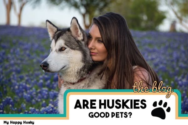 are huskies good pets