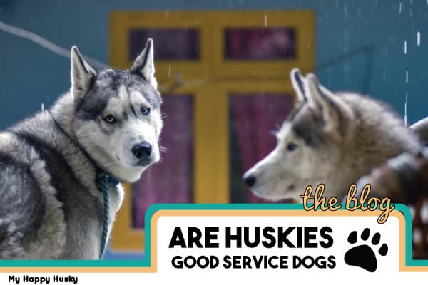 are huskies good service dogs