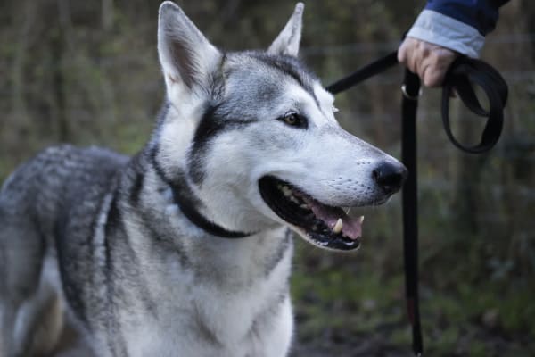 are huskies service dogs