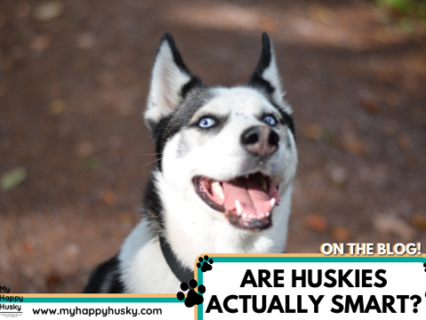 are siberian husky the most intelligent dogs