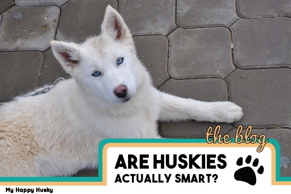 Are Huskies Smart? Husky Intelligence Test
