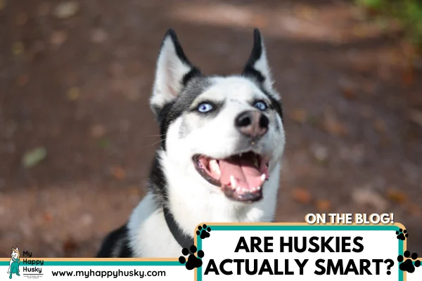 are huskies smart