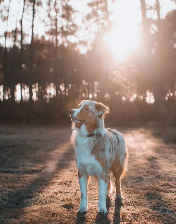aussie husky mix