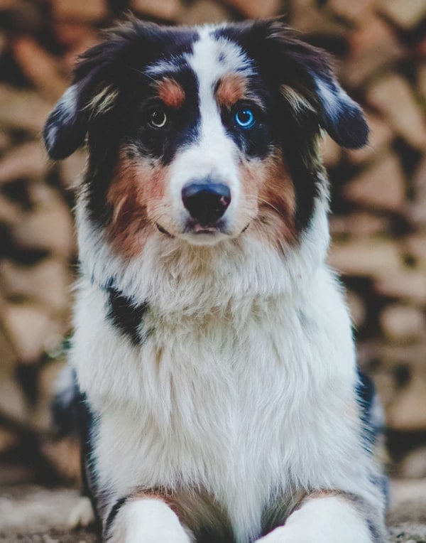 border collie husky australian shepherd mix