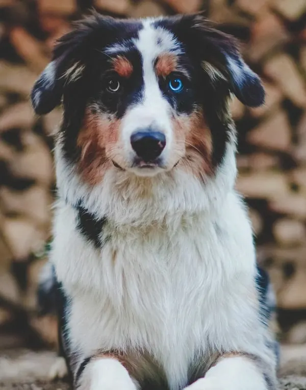 australian shepherd