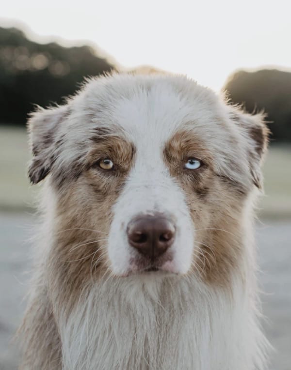 australian shepherd origins