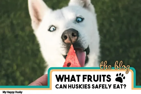can huskies eat fruit