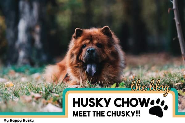 Husky Chow Chow Mix: The Complete CHUSKY Guide!