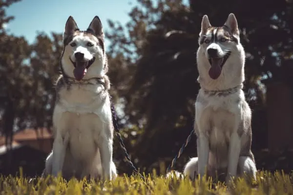 malamute vs husky