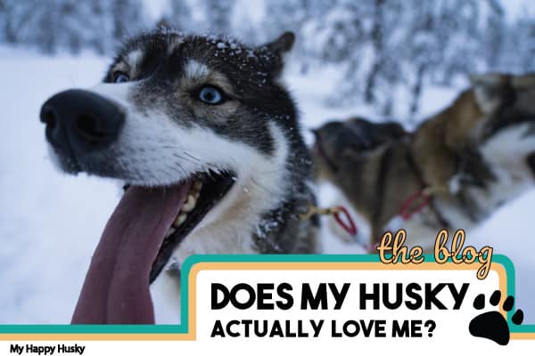 does my husky love me
