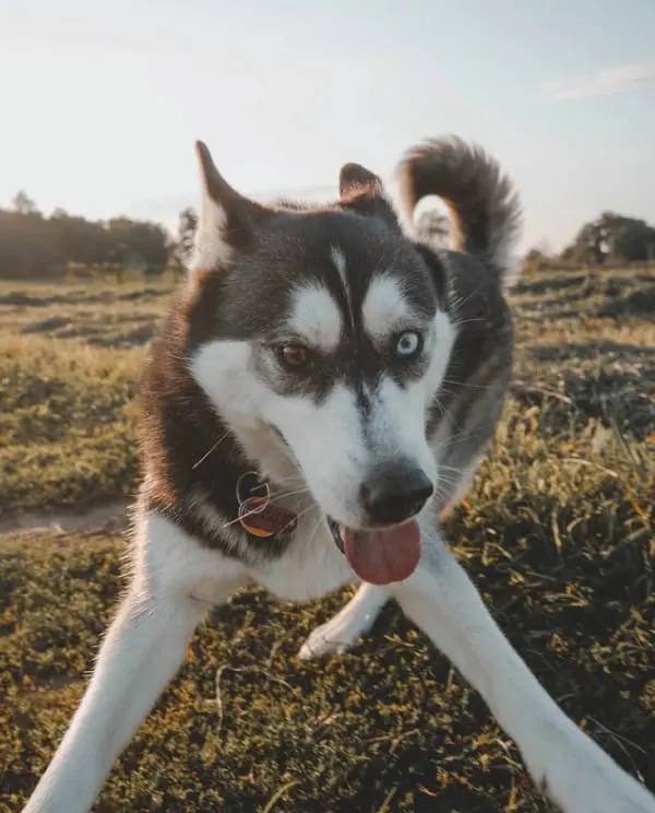 playful husky