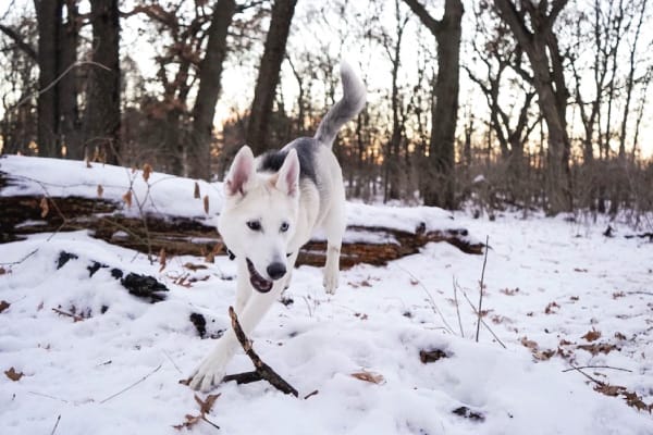 husky prey drive