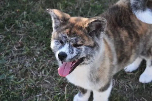 akita puppy