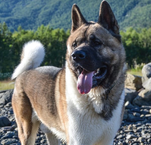 akita mix for sale