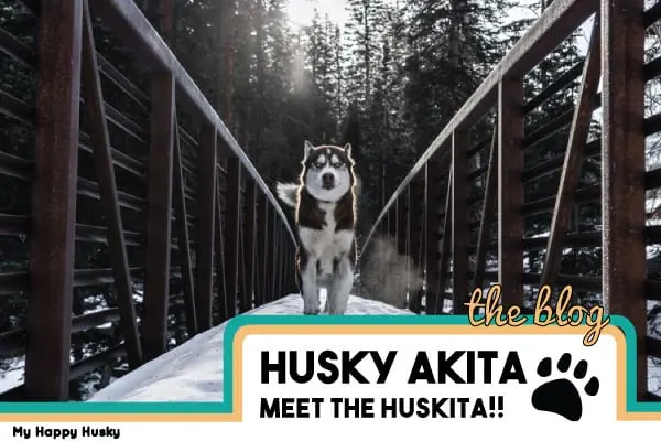 husky akita mix huskita information