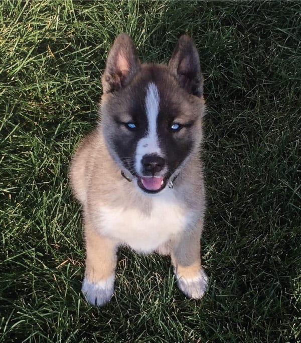 japanese akita x husky