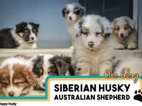 Aussie husky mix puppies for best sale sale