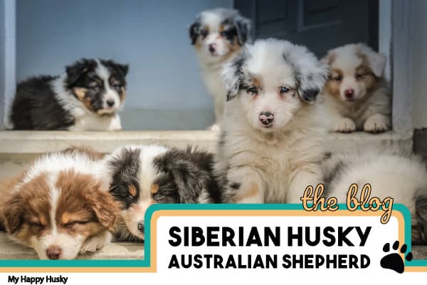 australian shepherd siberian husky