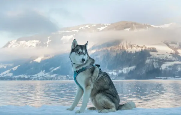 husky chow chow mix