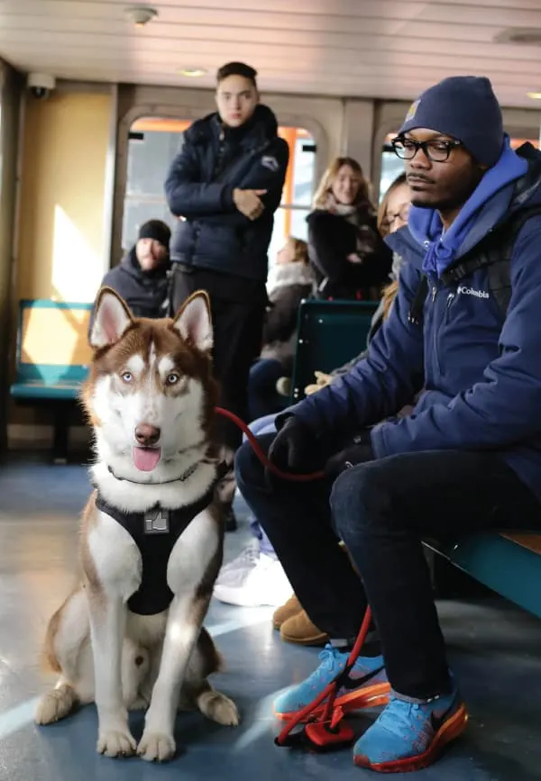 husky service dogs