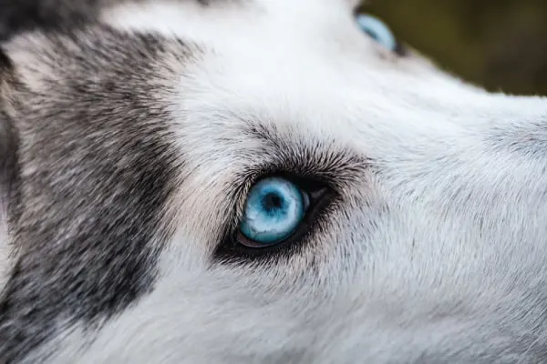 siberian husky vs alaskan malamute training