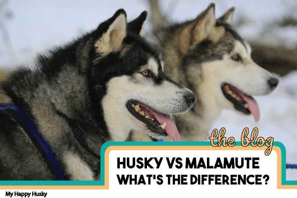 malamute husky comparison