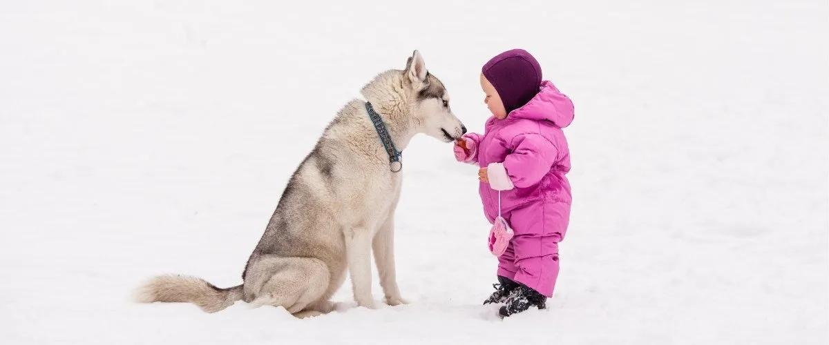 husky with baby