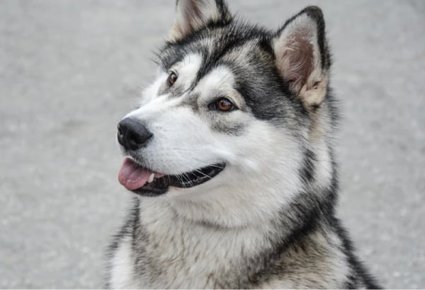 history of the siberian husky