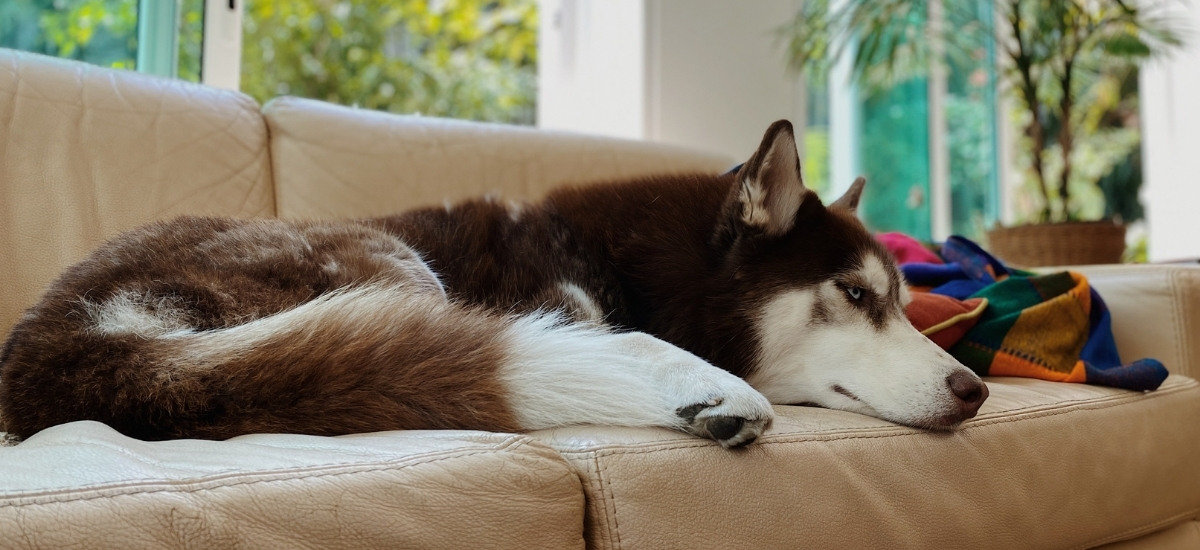 anyone elses husky sleep all the time