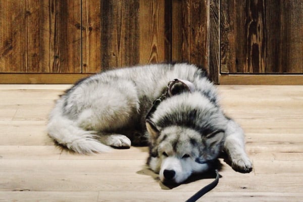 why your husky is so lazy