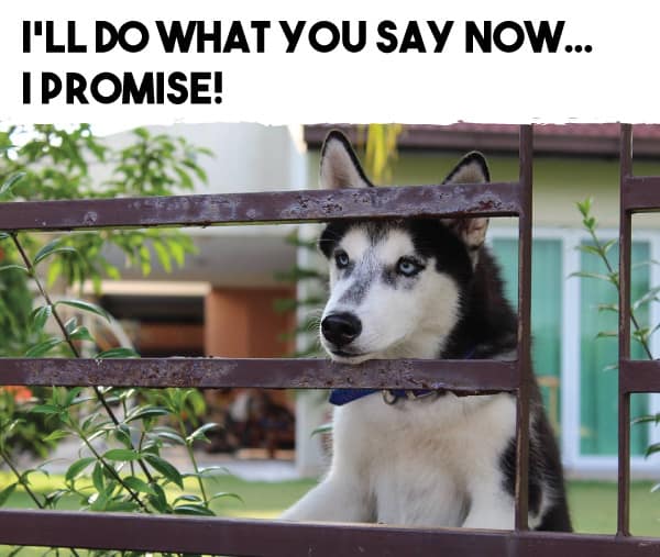 are huskies obedient?