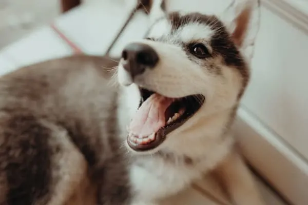 cute husky puppy