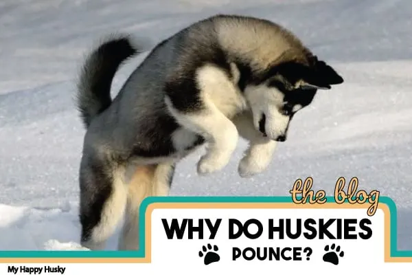 why do huskies pounce