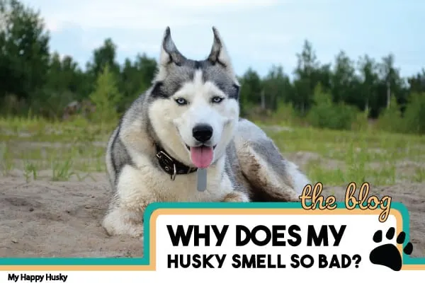 why does my husky smell bad