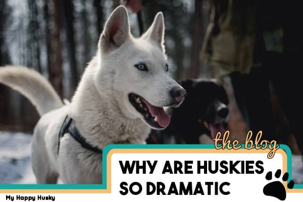 why are huskies so dramatic