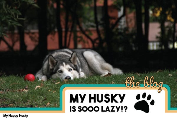 why is my husky so lazy