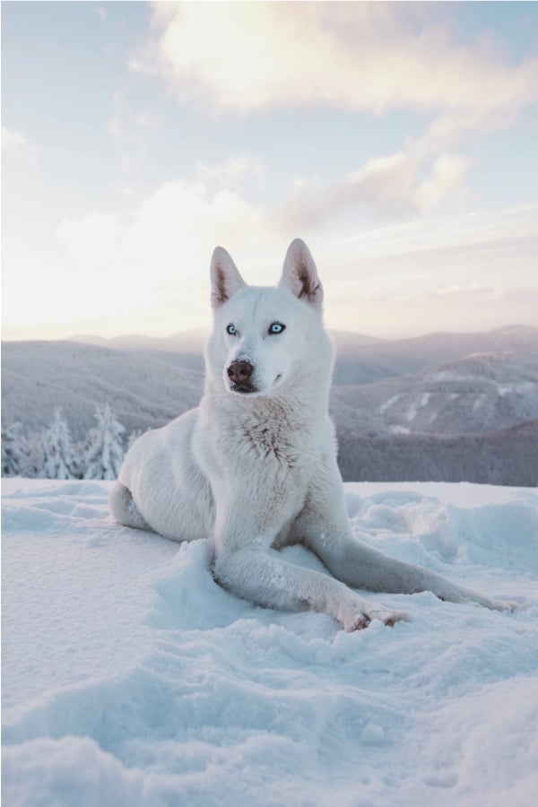 what is the difference between an alaskan husky and a siberian husky