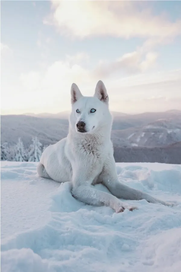 Alaskan Husky vs Siberian Husky